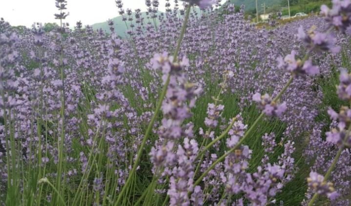 Lavender essential oil is one of the most commonly used aroma oils. It is effective for anxiety, insomnia, and headaches caused by stress.
