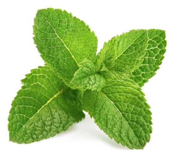Peppermint Floral Water can be applied to all skin types and especially when used on oily skin or oily scalp, it helps to maintain clean skin