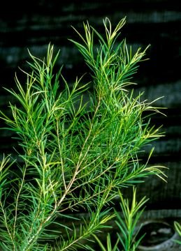 Tea tree essential oil is good for acne or blackheads on the face, and prevents skin contamination with antibacterial and disinfecting ingredients.