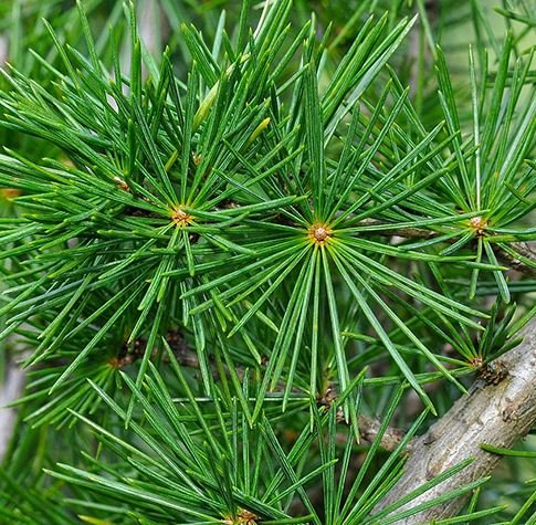 The Woody scent of Cedarwood Essential Oil relieves tension and anxiety, calms the mind, and helps with meditation. It helps to revitalize the skin and is effective in hair management such as eczema, psoriasis, dandruff, and hair loss, so it is widely used.
