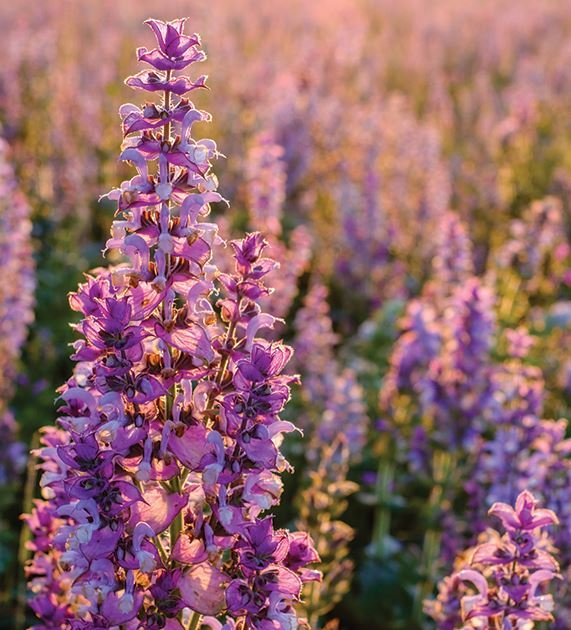 Clary sage Essential Oil is effective in treating anxiety, stress, nervous tension, and depression, and is a good aroma oil for women. It is effective in curing acne, oily scalp and dandruff by suppressing excessive secretion of sebum on the skin and scalp.

