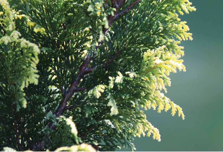 Cypress Essential Oil is effective for flu, bronchitis, and asthma in the circulatory system due to its antispasmodic action. It is effective for oily skin, oily hair, acne and dandruff.
