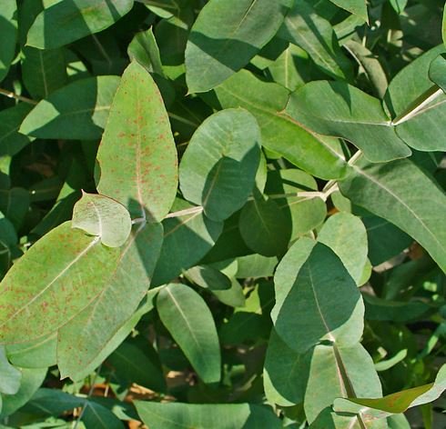 Eucalyptus Essential Oil has been used as a panacea by Australian aborigines since ancient times. There are more than 500 varieties of eucalyptus, but most of the essential oil is Eucalyptus Globulus. It has excellent antibacterial and antiviral effects and is effective for the respiratory tract.