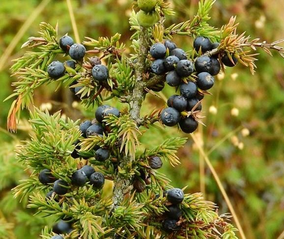 Juniper Berry Essential Oil acts as a natural cleanser to purify the body inside and out. The invigorating scent, like that of pine, has a calming effect that relieves tension and stress.
