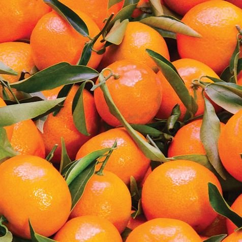 Mandarin Essential Oil has the sweetest fragrance among citrus fruits and is mild, so it is widely used for children. It has skin softening, skin vitality, wound recovery, and sterilization effects, so it manages acne and oily skin mildly and coolly. It is also good for dry skin as it has moisturizing properties.
