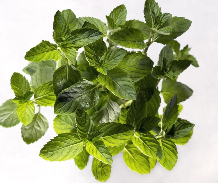 Spearmint Essential Oil has an excellent refreshing feel and has been widely used for oral hygiene since ancient times. The unique cool mint scent makes you feel comfortable and stable.