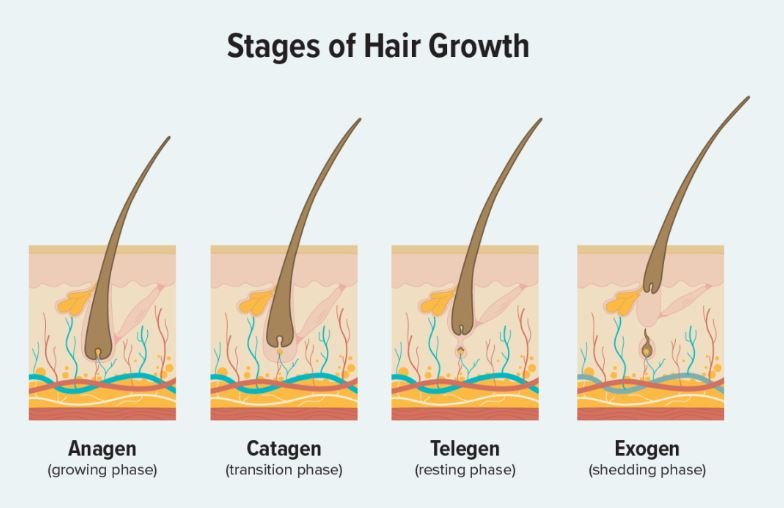 Cycle of Hair Growth - The grown hair does not grow continuously, and after a certain period of time, it falls off the scalp and new hair grows back. This phenomenon is called the mother cycle. It is divided into growth period, degeneration period, rest period, and development period.