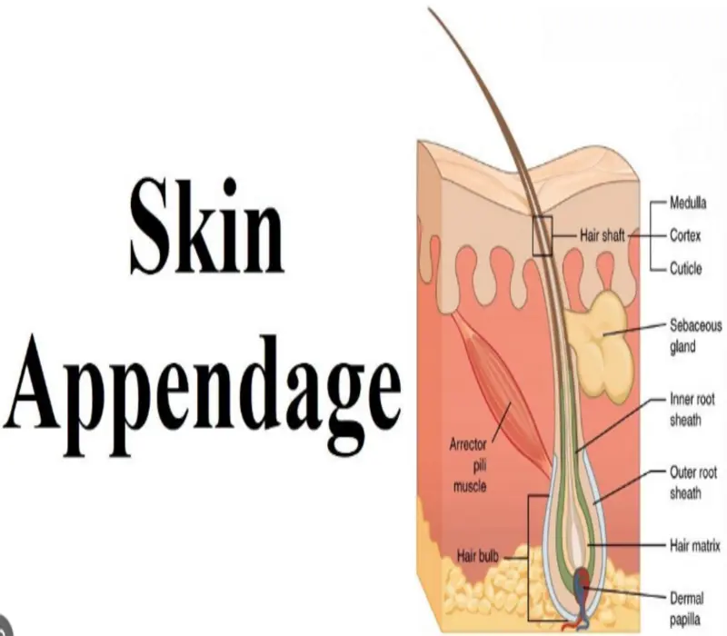Basic knowledge of skin-3: Sebaceous glands are accessory organs that secrete sebum on the surface of the skin and are located in the dermis layer.
