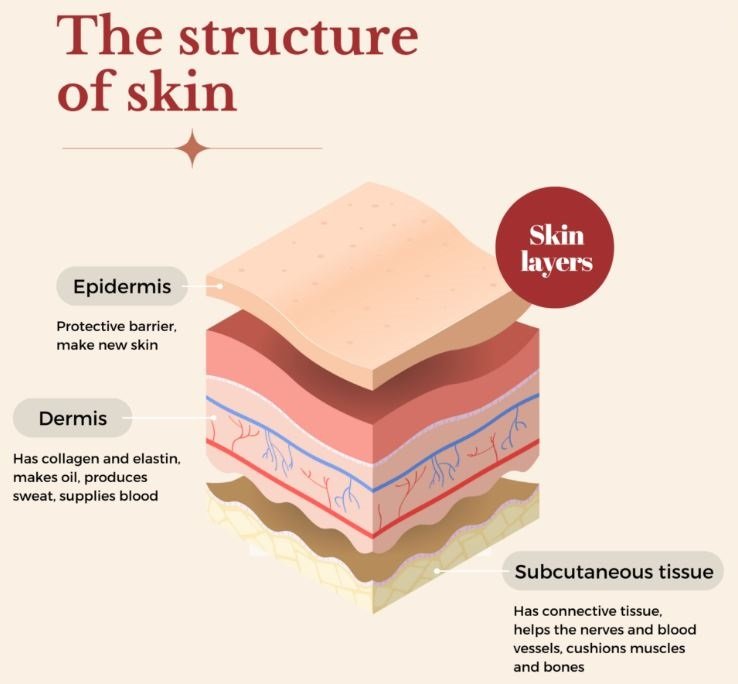 Basic knowledge of skin - In order to manufacture detergents and cosmetics used for the human body, it is recommended to be familiar with the basic knowledge of skin.